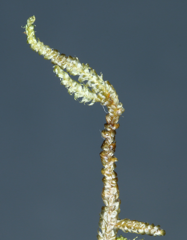 Breidleria pratensis